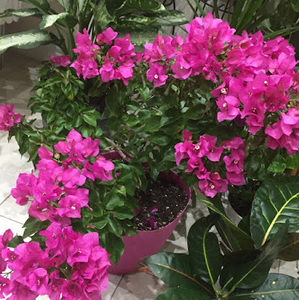 Meet your Posher, Doreen